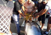  بالفيديو: اصطياد سمكة تونة تزن أكثر من 250 كجم على شواطئ يافا 